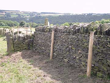 Green Moor